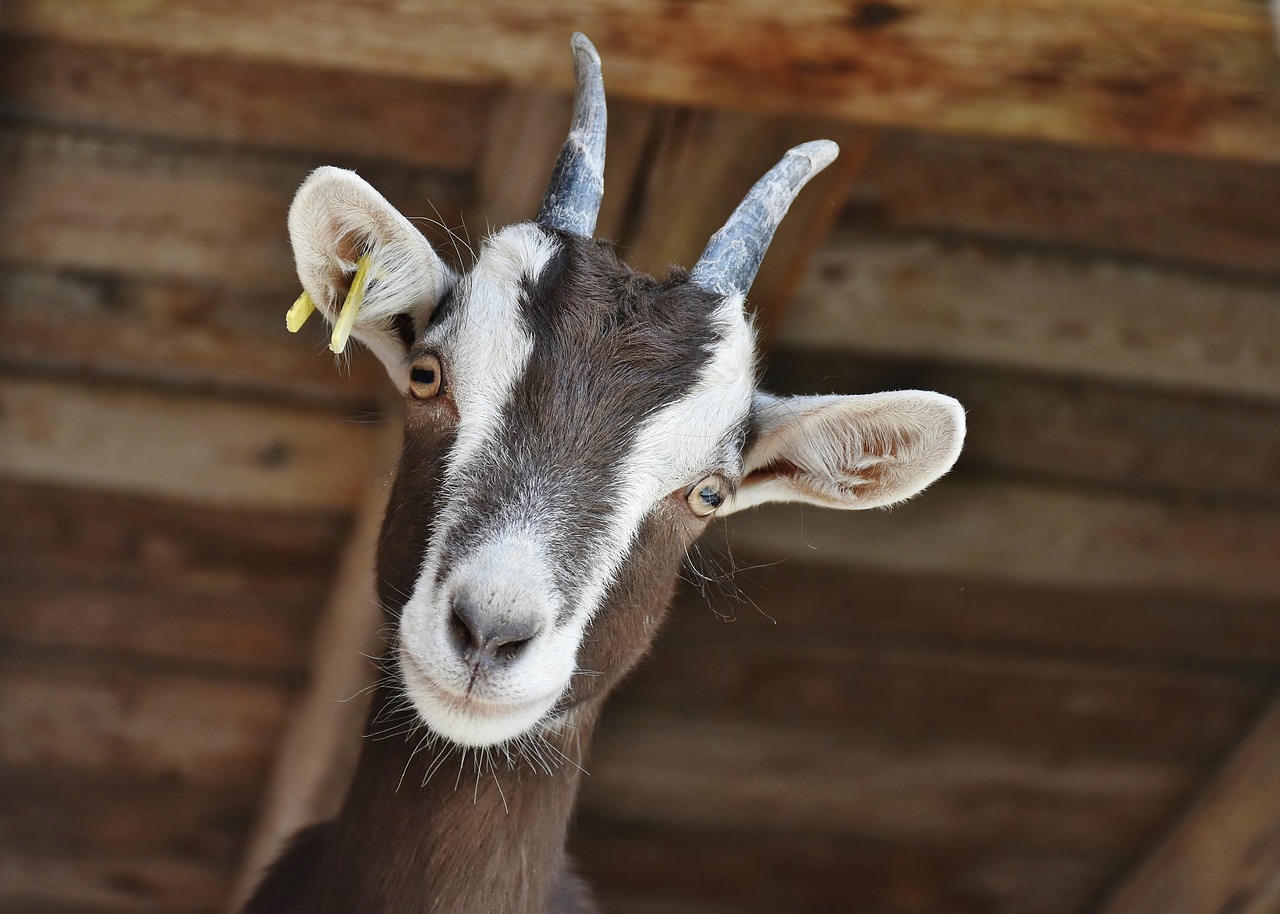 goat, animal, livestock-3613728.jpg