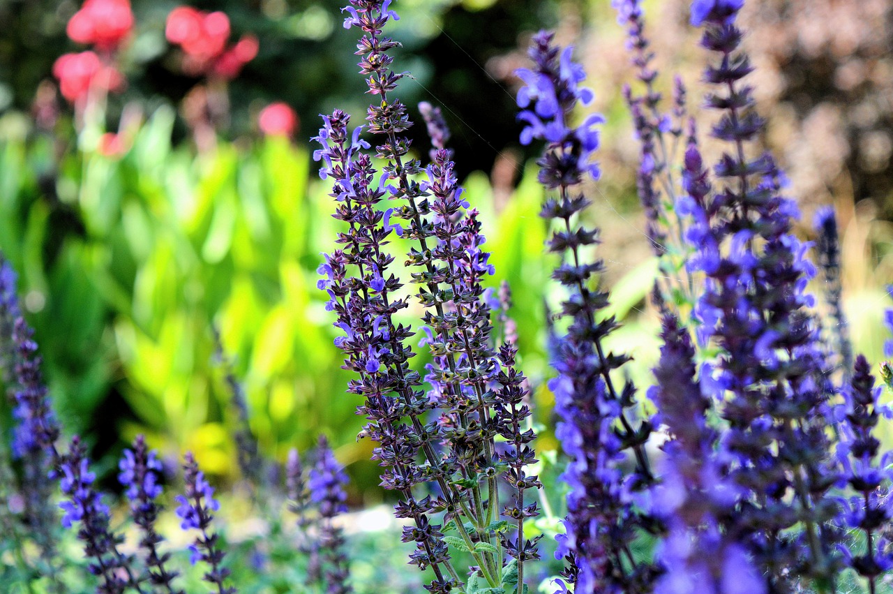 flowers, lavenders, purple flowers-1108813.jpg