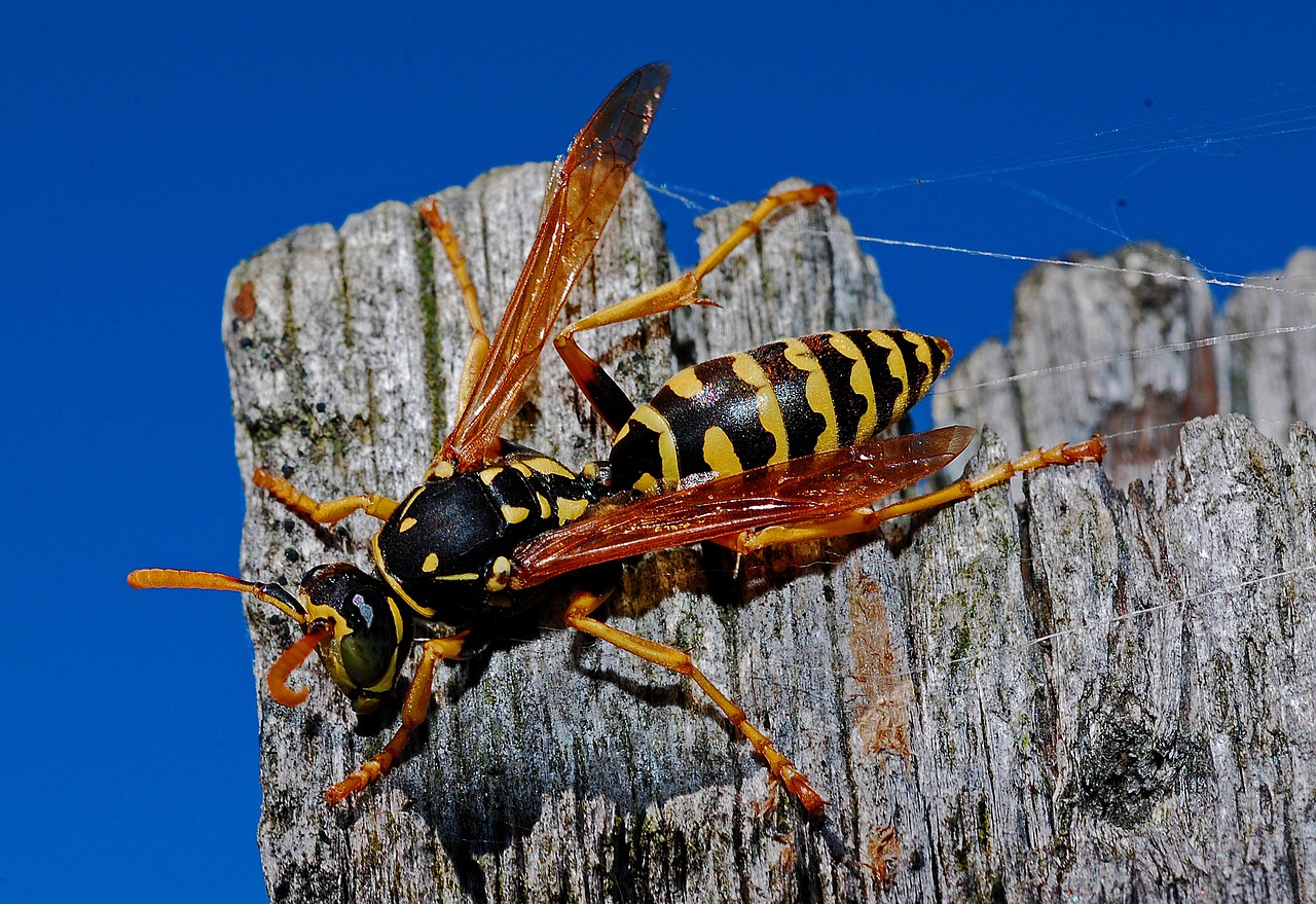 wasp, insect, arthropod-564609.jpg