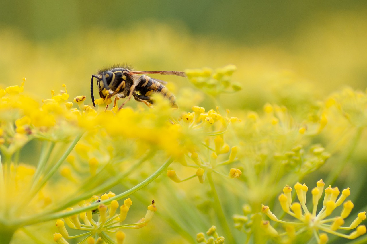 wasp, insect, blossom-7767079.jpg