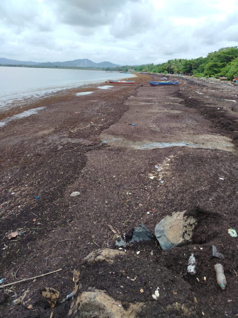 Sargazo en la playa de Sabana de la Mar.